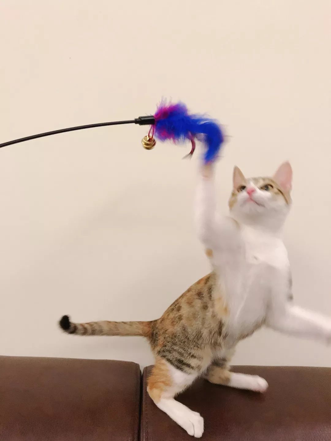 性格最温顺的小猫咪是什么,养一只超凶的小猫咪是什么体验