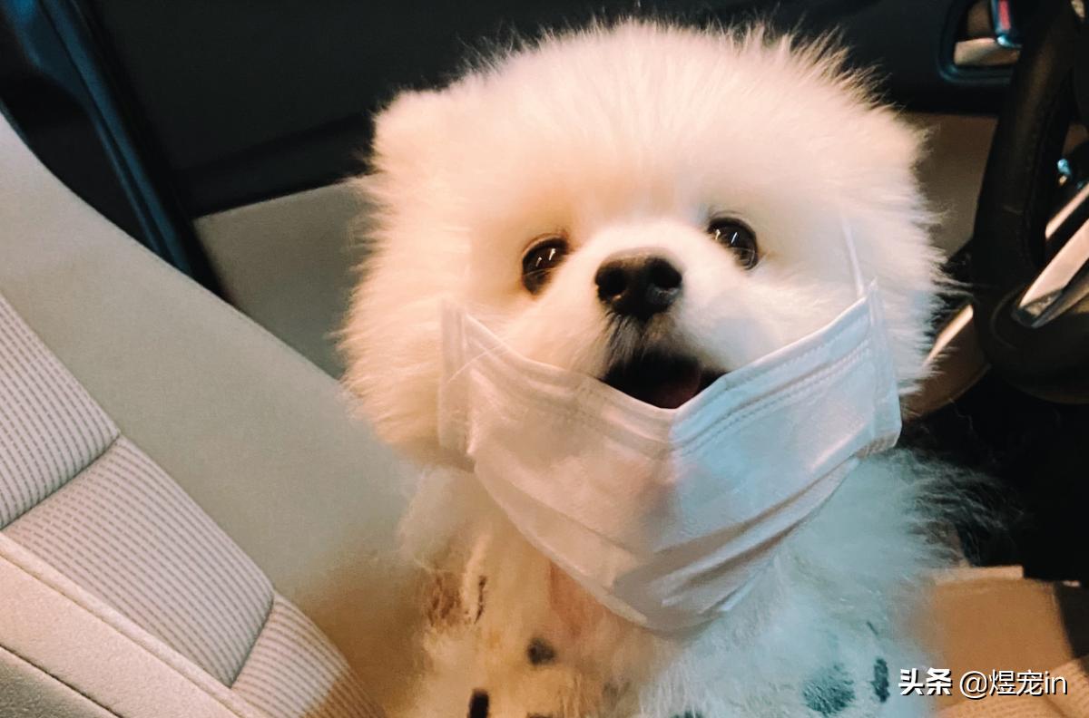 博美换牙松动怎么办,狗博美换牙后是不是不会很尖了