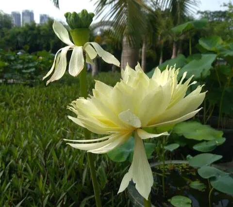 深圳花海公园地址在哪里,深圳中心河公园花海