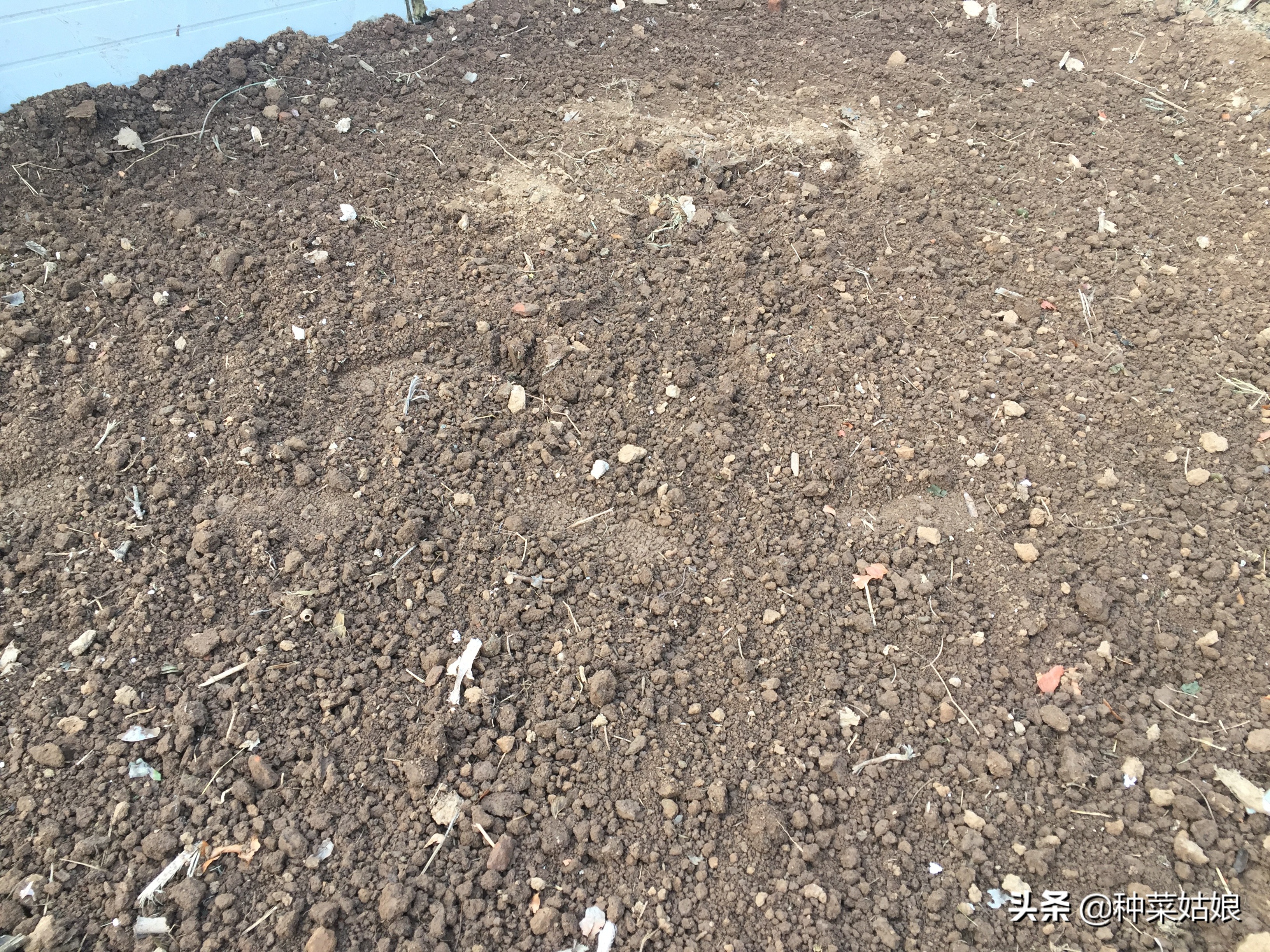 蔬菜幼苗下面黄叶怎么回事,蔬菜黄叶变绿最快方法