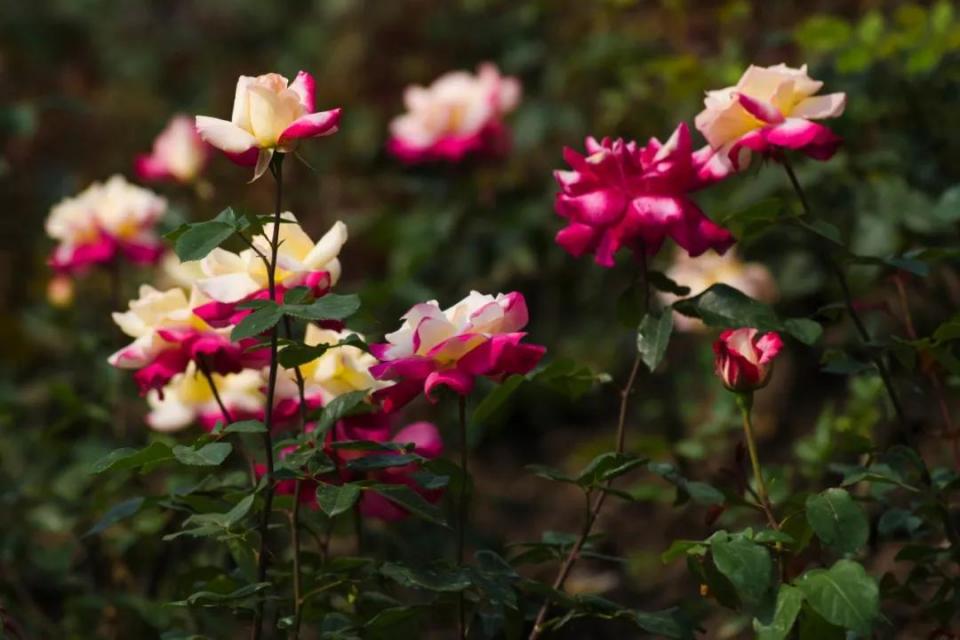 人民币花卉图案分别是什么花,19年第五版人民币花卉