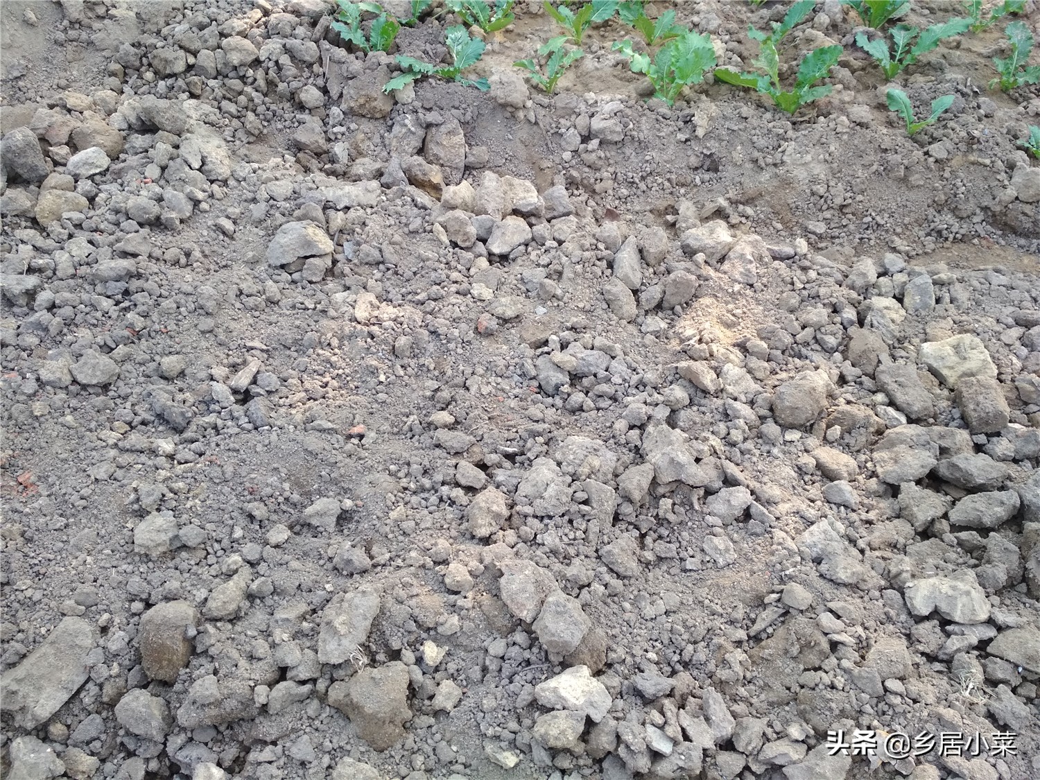 生石灰能杀灭蜗牛吗,种菜遇蜗牛吃如何防治