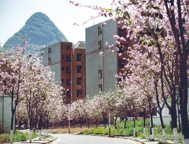 骄傲!桂林电子科技大学,这下又在全国出名了