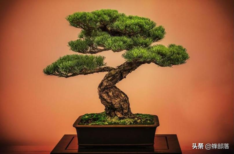 昆虫在哪买卖,农村常见的昆虫哪些可以养