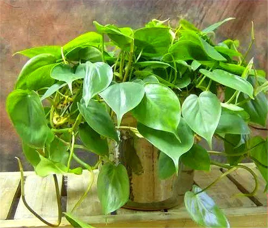 心叶绿萝的养殖方法,心叶藤盆栽技巧