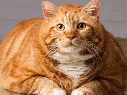 猫咪肛门腺到底要不要挤？这几种情况你得知道