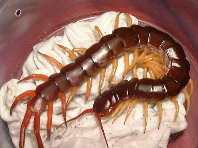 世界最恐怖的十大蜈蚣,十大最毒蜈蚣排名