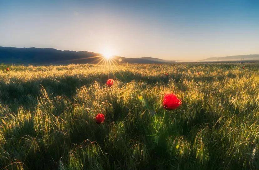 大美新疆伊犁草原,新疆美丽的伊犁草原