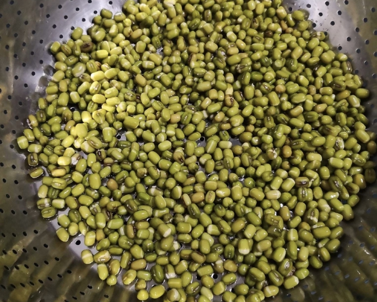 生豆芽温度高长根还是温度低长根,生的豆芽烂是怎么了