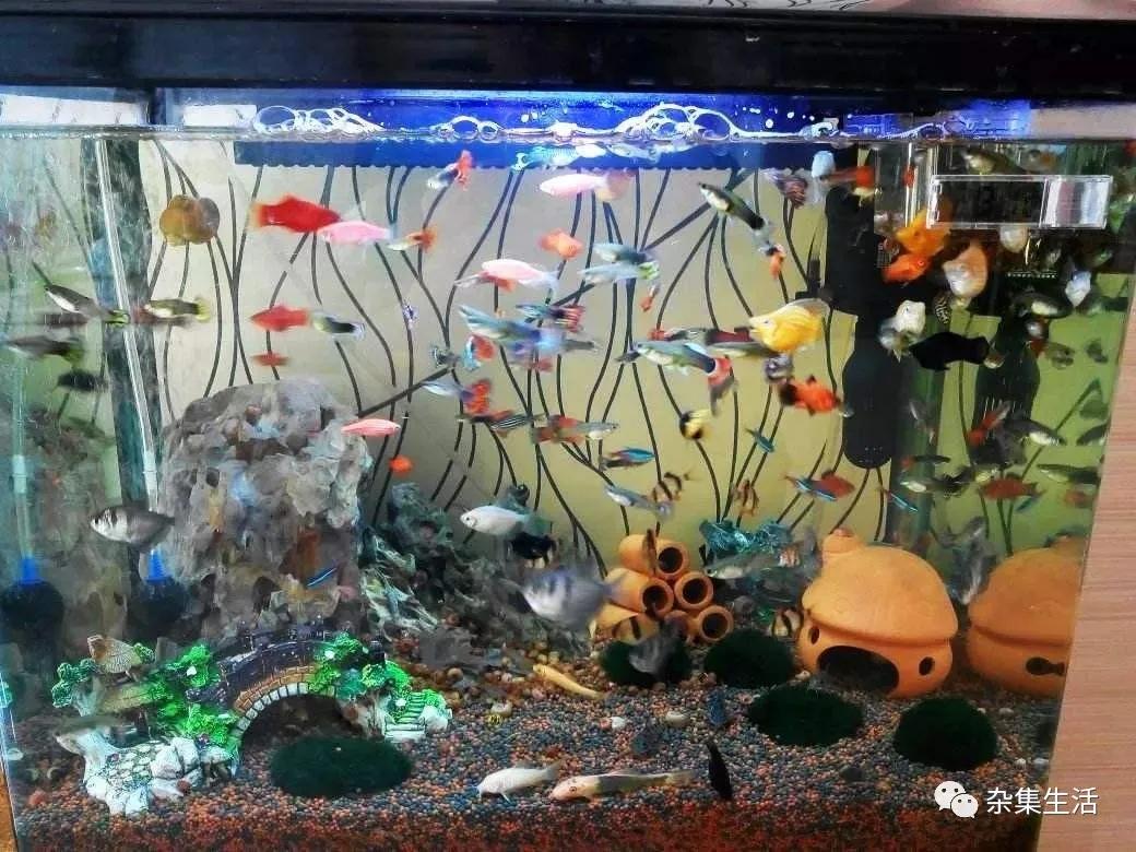 热带观赏鱼哪种容易养,热带小型观赏鱼饲养难易程度排名