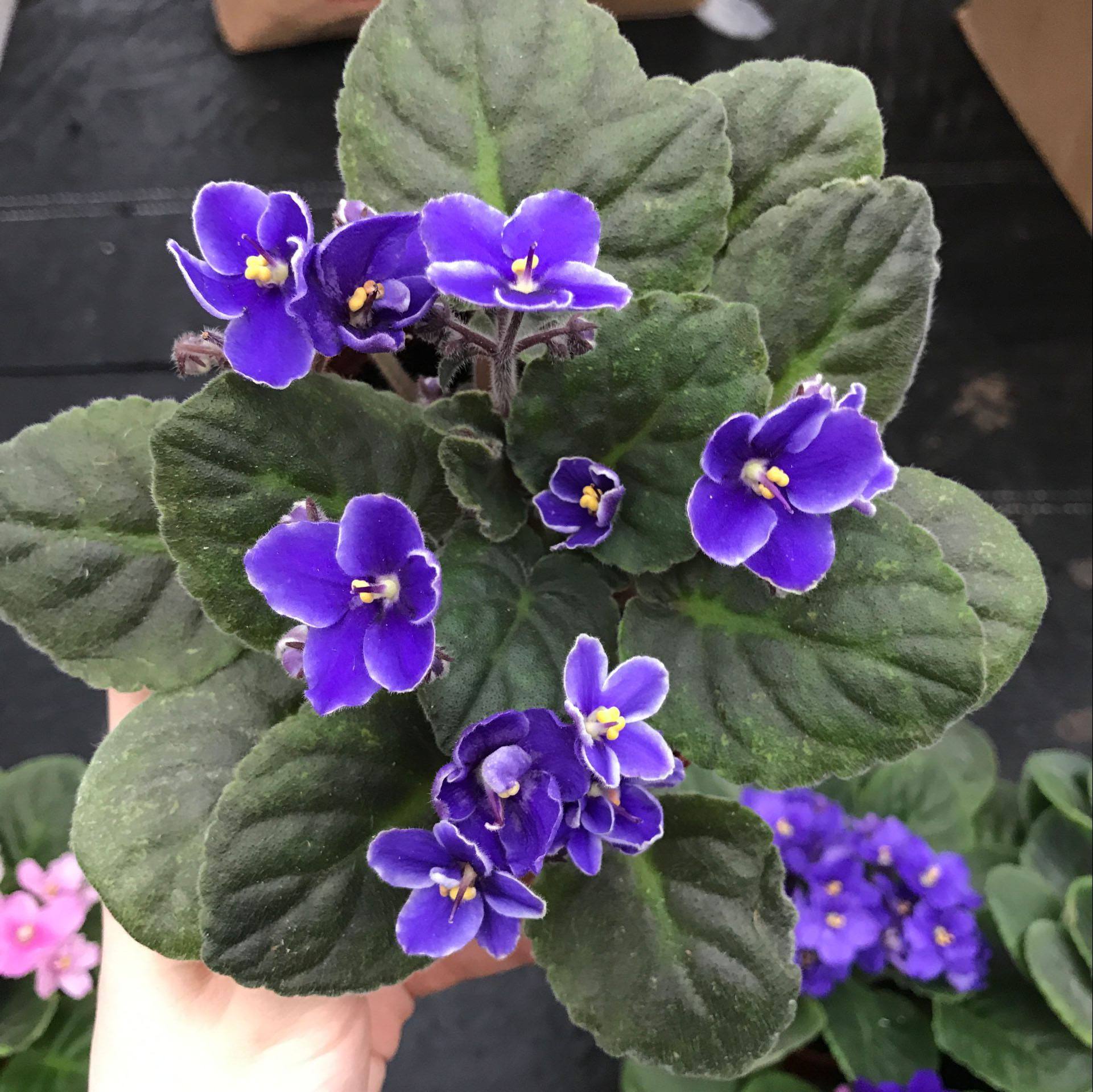 马蹄莲、茶花秋海棠、非洲紫罗兰、红星凤梨的养护方法