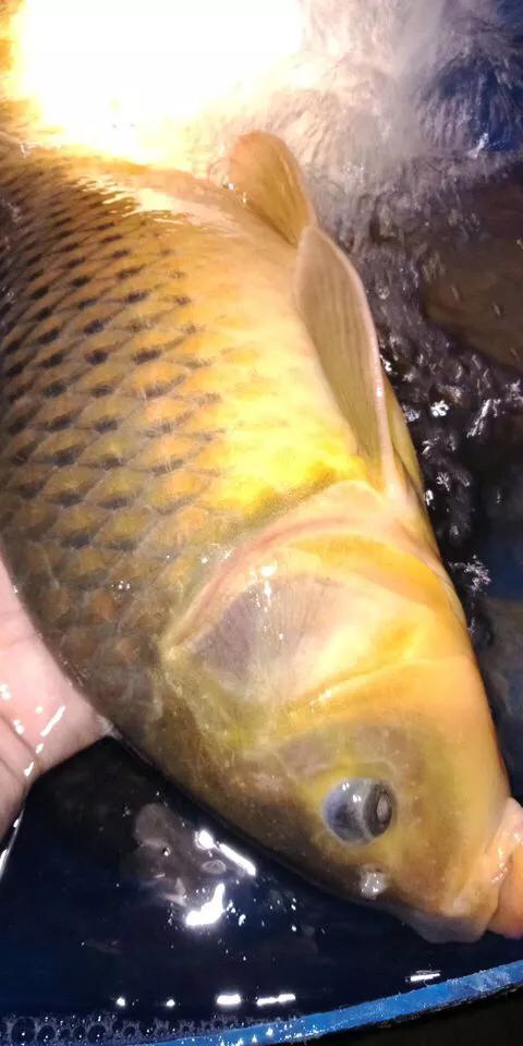 鱼种类大全图淡水鲤鱼,认识淡水鱼