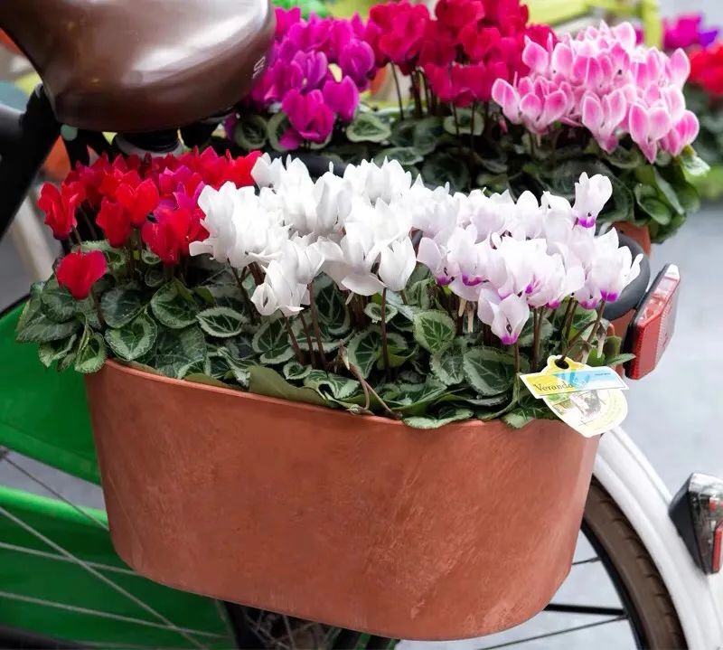 养仙客来注意事项,怎样才能让仙客来叶绿花红