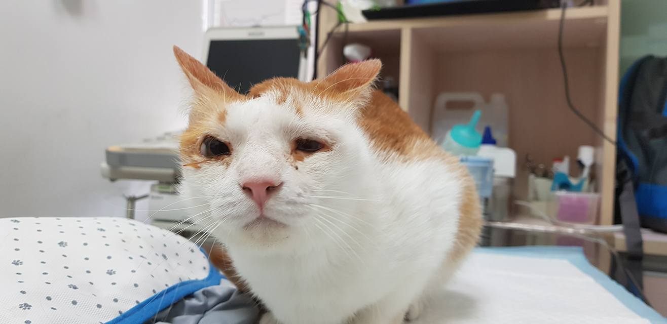 猫咪肺水肿是因为心脏病么,猫咪肺水肿会导致胸水吗