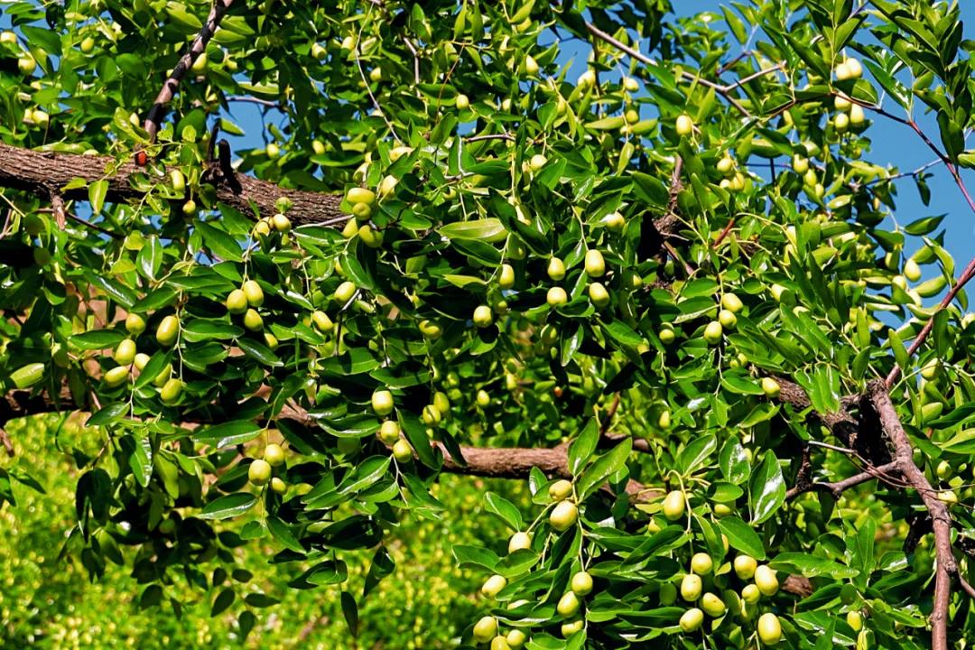 马志丹追忆黄永玉,马志丹纪录片分析