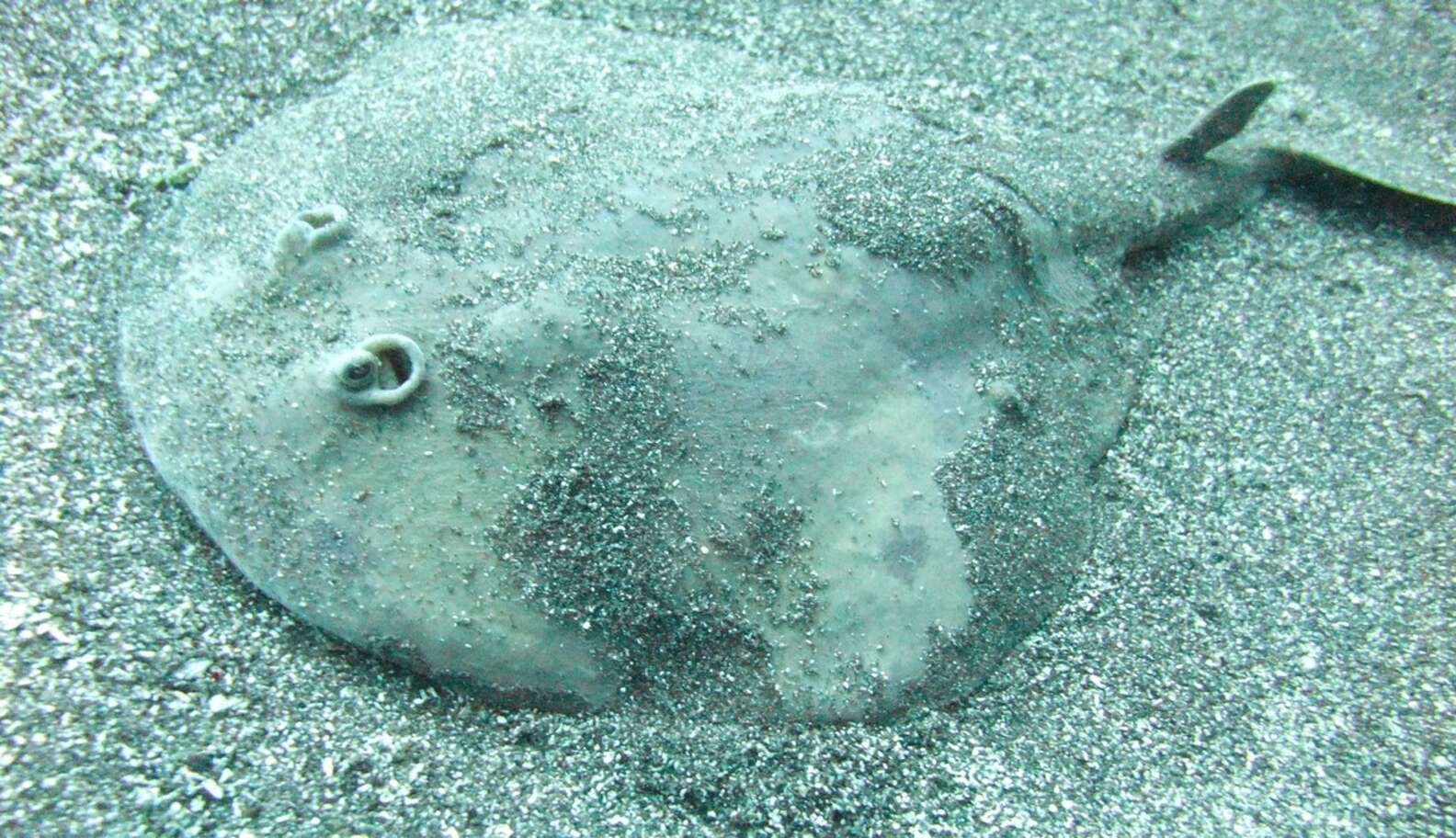 如果电鳗在一千年前灭绝了,电鳗灭绝你还能知道它会放电吗