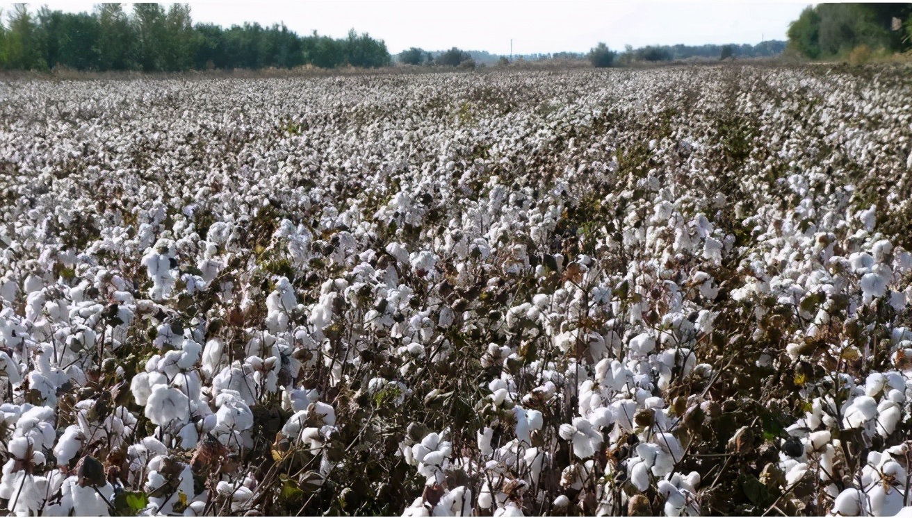 苏商精神传承,离土不离乡