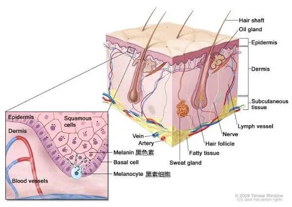 有人天生皮肤很黑然后怎么变白呢,天生皮肤黑怎么调理能变白