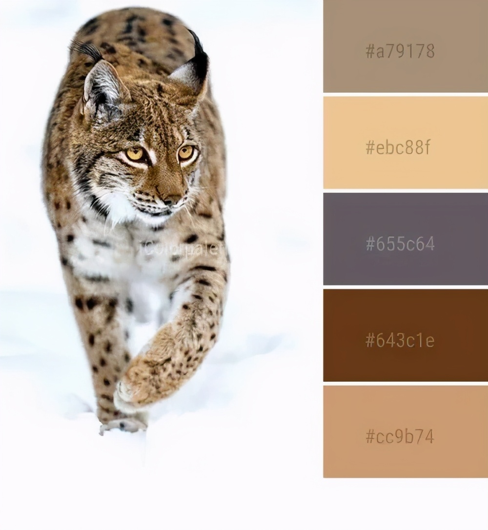 动物配色大全视频,配色的设计灵感