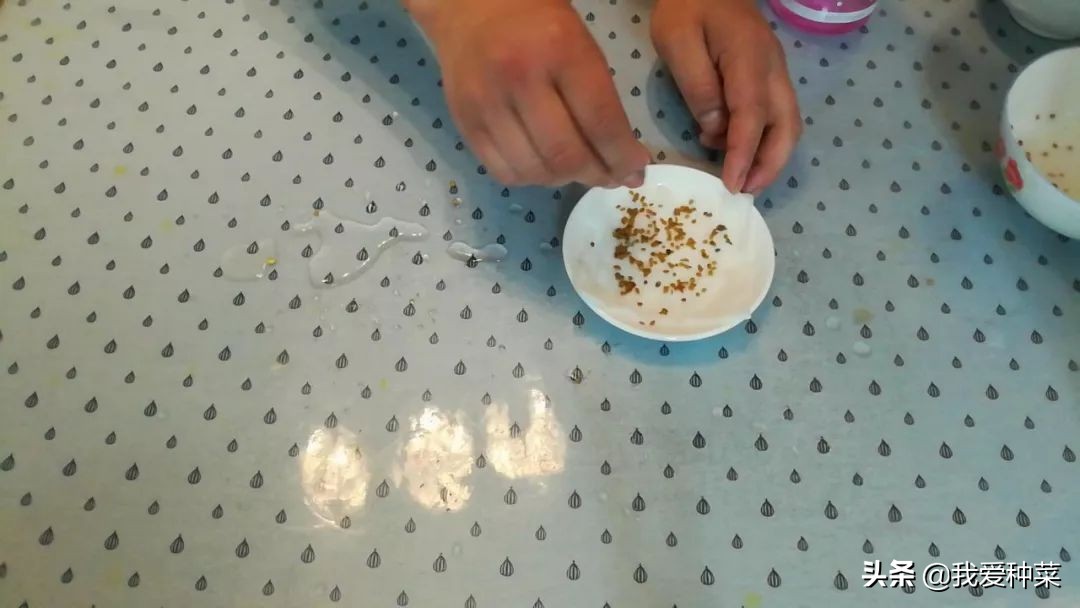 茄子怎么催芽最快最好,茄子苗育苗怎样操作出苗比较快