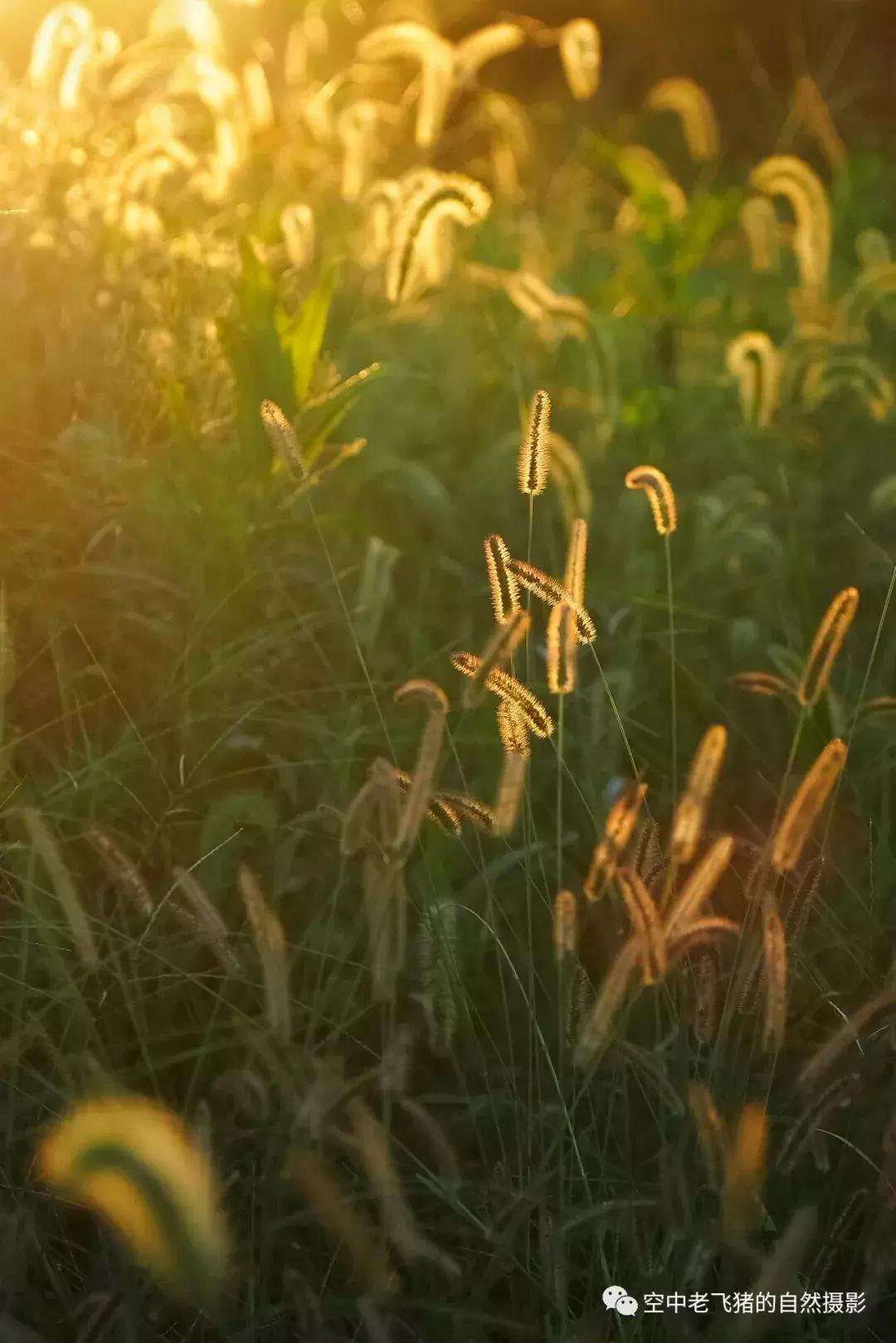 奥林巴斯12-100pro参数,奥林巴斯12-100pro镜头测评