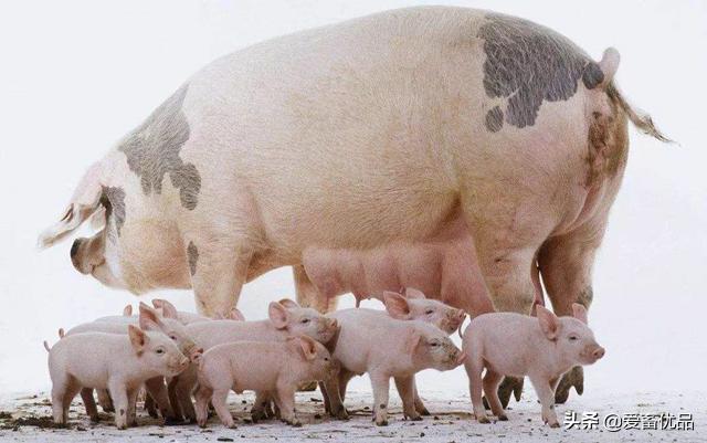 母猪不吃料怎么打吊瓶,母猪不吃料也不发烧应该怎么办