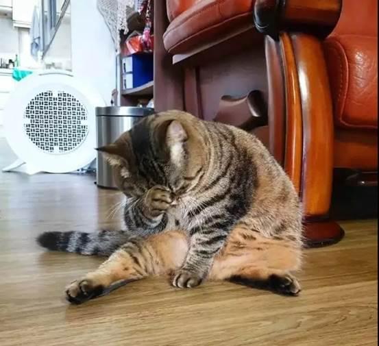 最能长胖的猫咪竟然不是橘猫,最容易变胖的猫