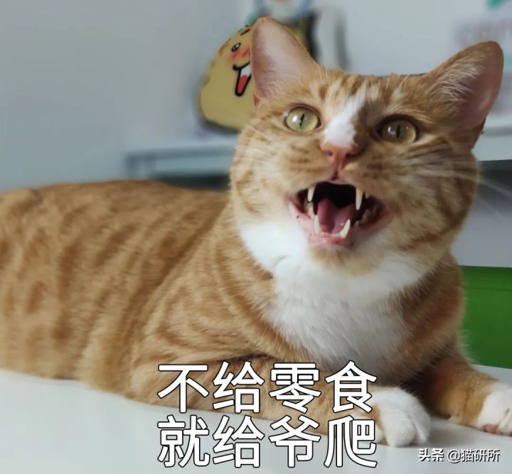 猫咪为什么老是叫讨食,猫咪为什么总是嗯嗯的叫