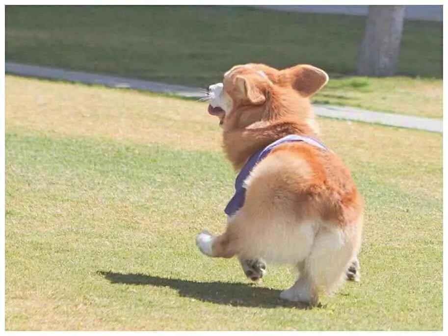 狗狗一胎生了四个女宝宝,狗狗一胎生了8只公狗