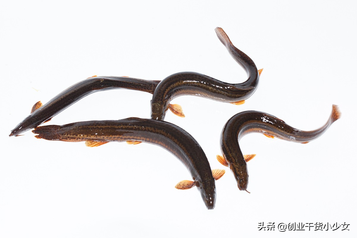 稻田泥鳅养殖前景与利润,郑州泥鳅种苗养殖技术