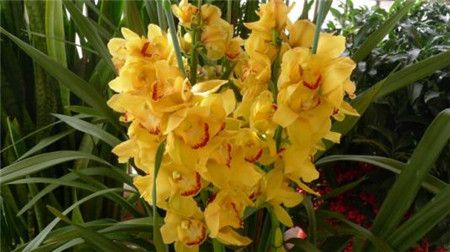 兰花品种大全最名贵的兰花,十大名贵兰花最好养活的兰花