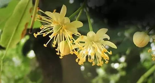 甘甜营养椴树蜜,甜甜的椴树蜜