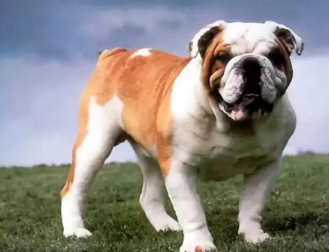 身价最高的狗,身价20亿的狗