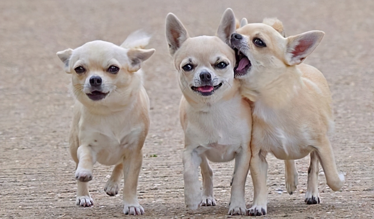 哪种大型宠物犬寿命长好养,寿命长又好养的狗狗有哪些