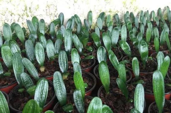 君子兰叶扦插几天能生出小君子兰,君子兰的叶子需要啥基质扦插