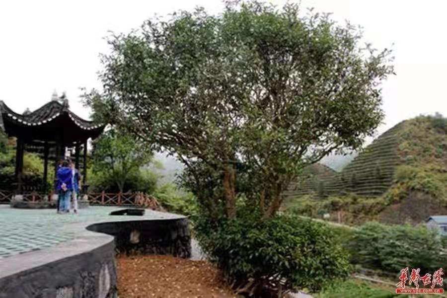 保靖黄金茶作者田甜