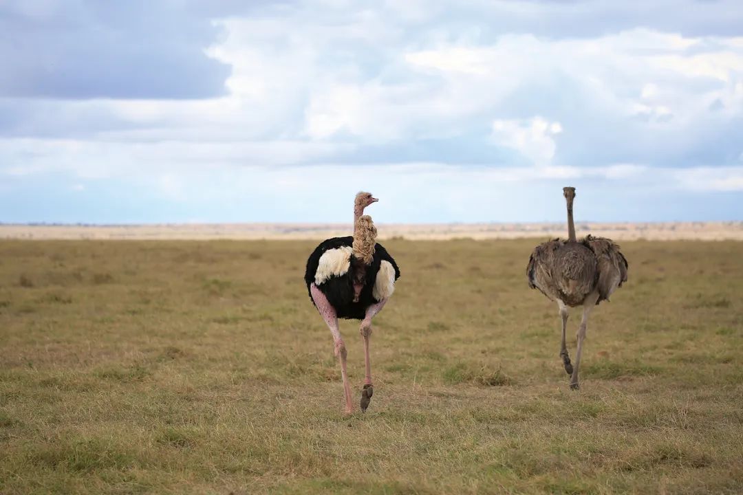 带女儿走进安博塞利国家公园，从野生动物身上收获“生命启蒙课”