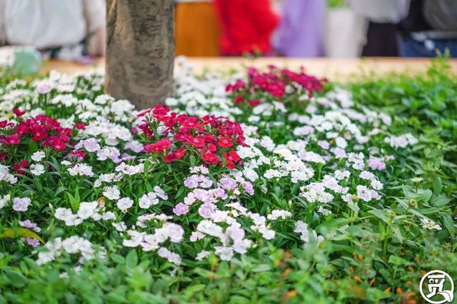 深圳史上最大最美的花展来啦,走进深圳仙湖植物园的国际花展