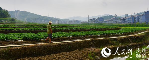 黔菜出山,黔菜出山寻味完整视频