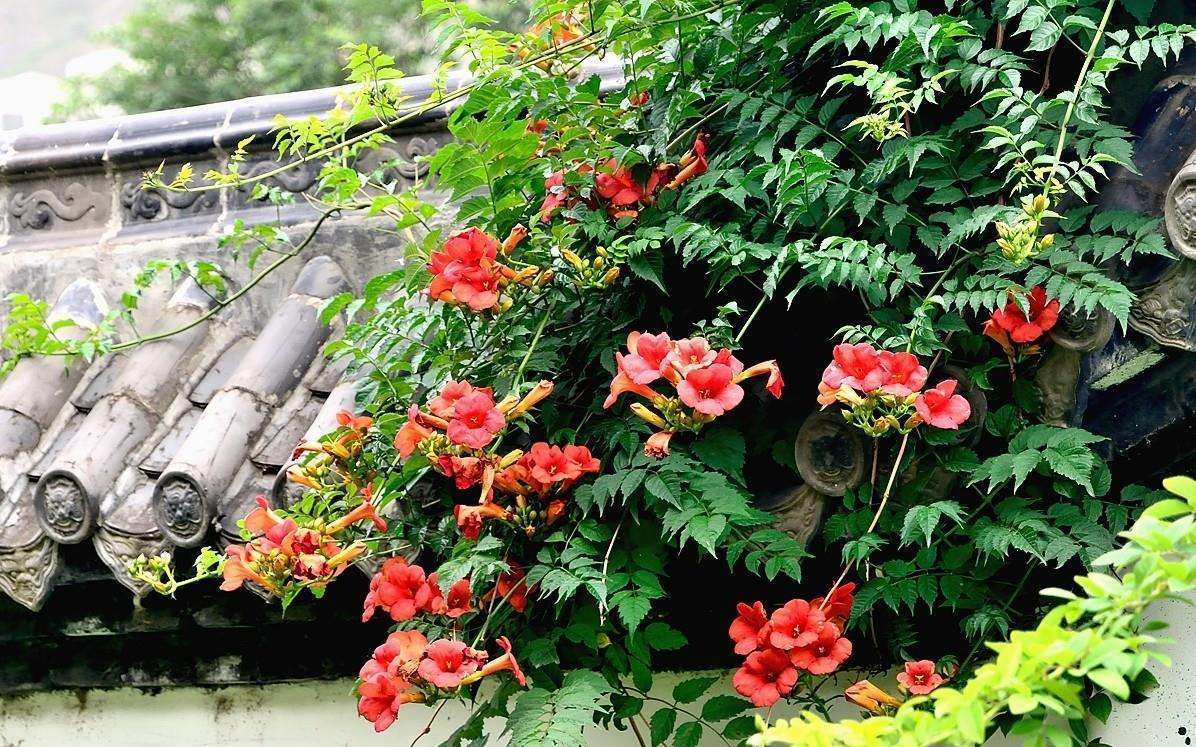 多花些时间养养它吧，花香满屋飘，补水就能开爆