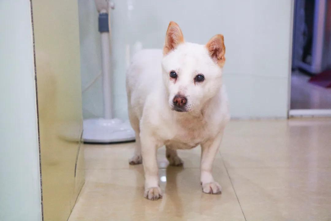 绵绵冰店现在火了吗,泉州绵绵冰南俊路