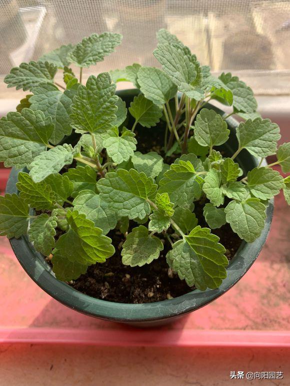 在家种猫薄荷会被猫咪吃掉吗,养薄荷对猫咪有害吗