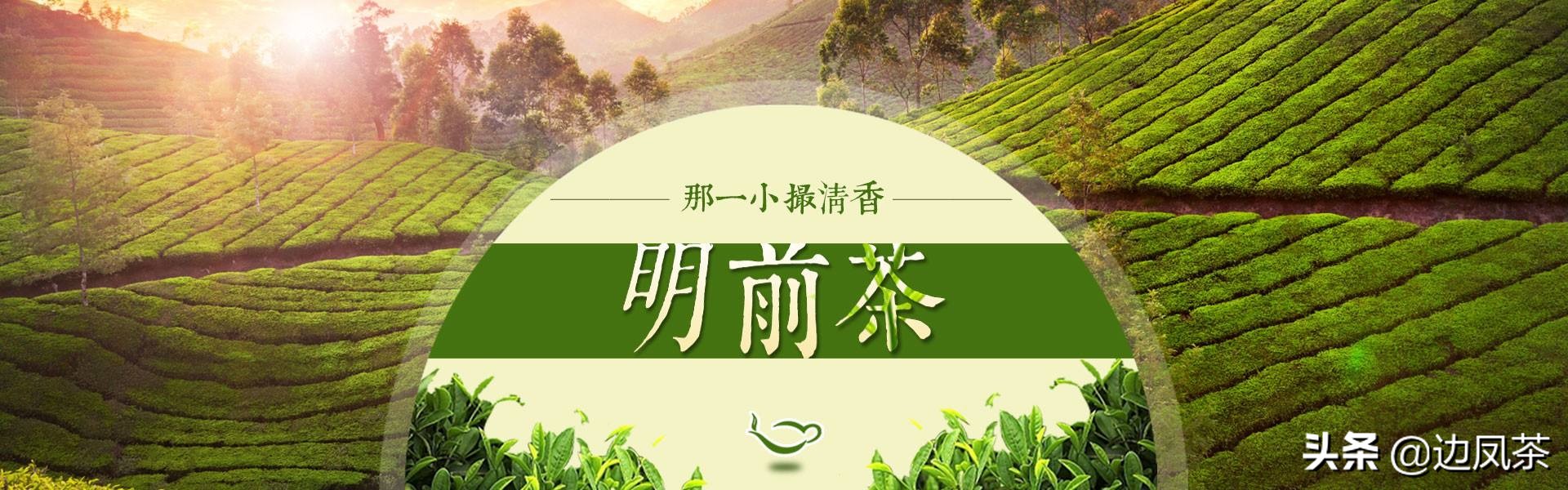 为什么春茶的口感比夏茶好,你对茶叶懂多少
