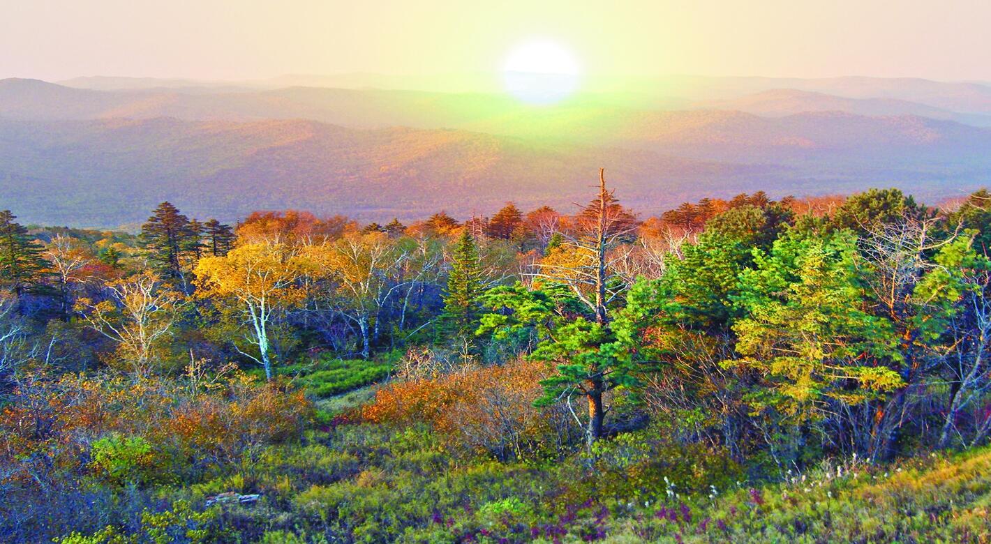 神顶峰椴树雪蜜,神顶峰雪蜜绿标和黑标有什么区别