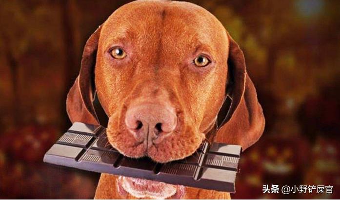 狗狗误食巧克力对方需要赔偿吗,狗狗误食巧克力可以立即喂食吗