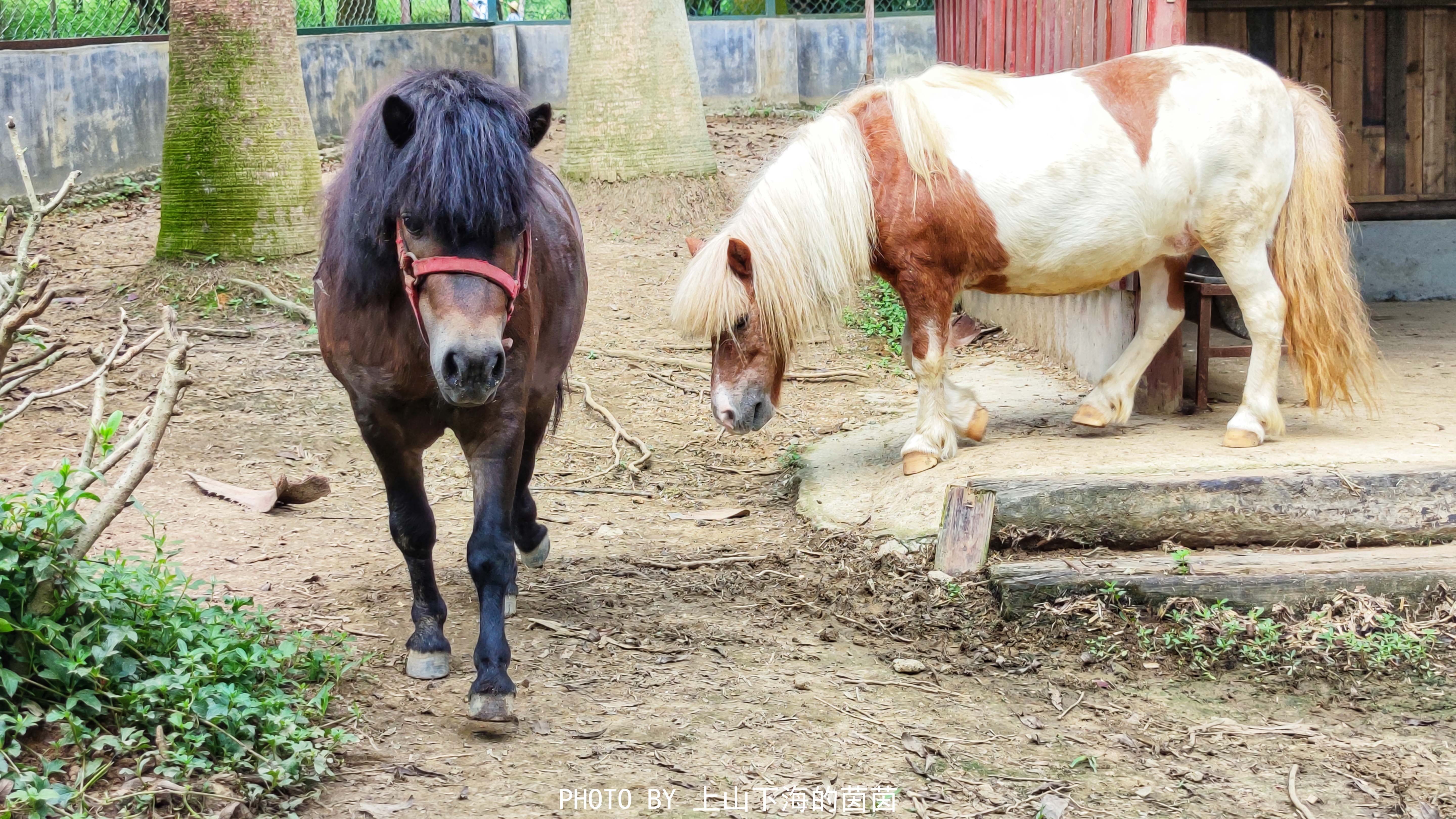 清远市佛冈森波拉度假区,佛冈森波拉度假森林免费攻略