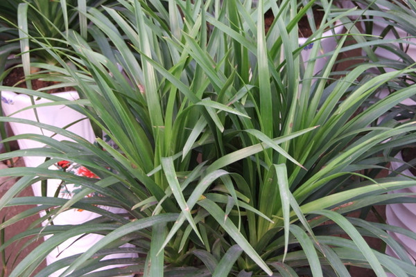 龙须兰叶子发黄怎么修剪,龙须兰枝干萎缩叶尖发黄干枯