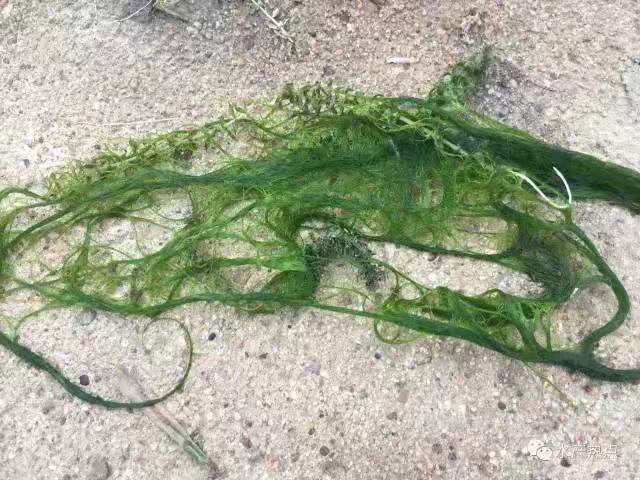 河蟹养殖前期青苔防控方案,河蟹养殖泥浑怎么处理