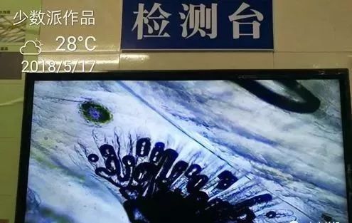 南美白对虾水霉病的处理方案,白对虾气泡病怎么防治