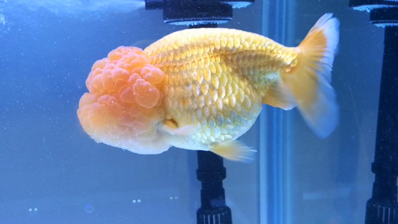 兰寿金鱼水质不好得病了怎么办,兰寿金鱼品相不好淘汰怎么处理